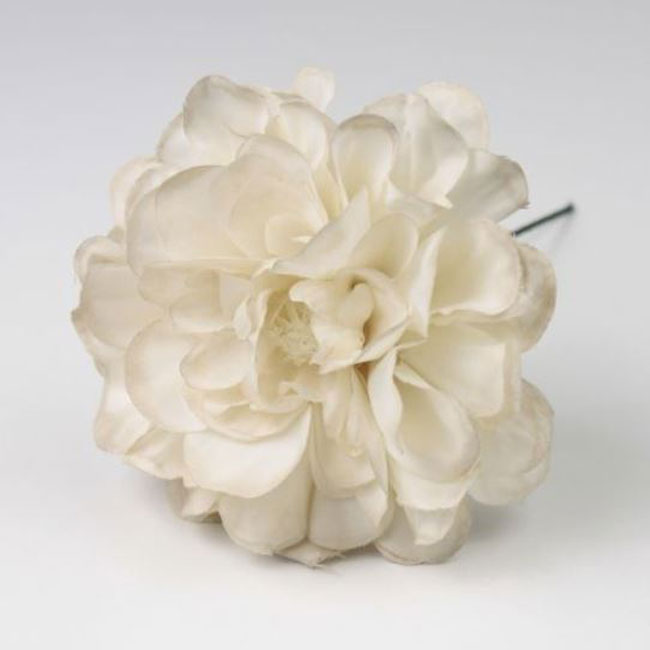 Zinnia. Flemish flower. White. 9cm